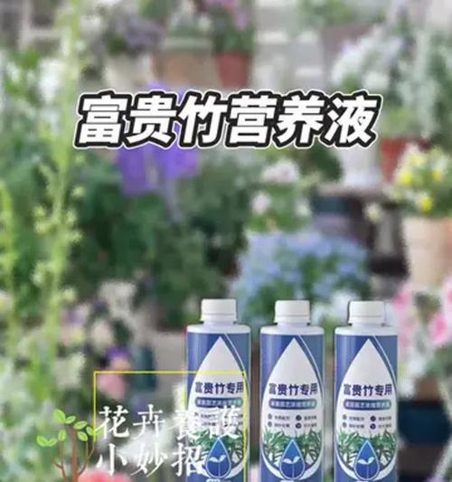 富贵竹种植技术：应置于明亮通风环境中，如何正确养护？