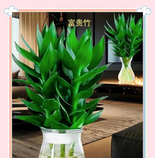 富贵竹种植技术：应置于明亮通风环境中，如何正确养护？