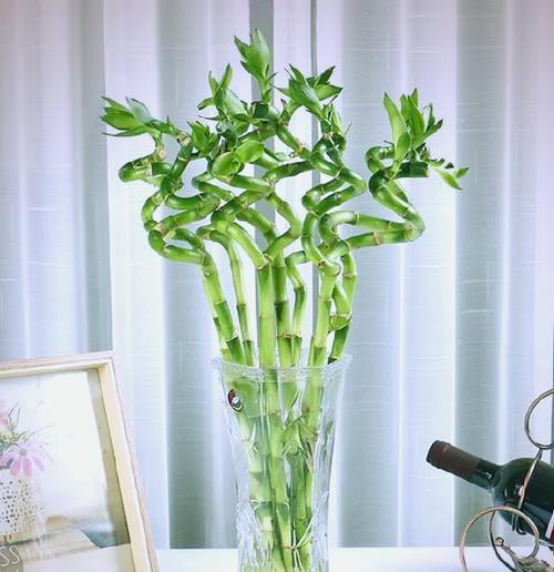 富贵竹种植技术：应置于明亮通风环境中，如何正确养护？