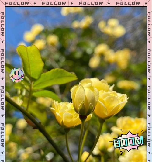 木香花花期及观赏指南：如何欣赏木香花的最佳时期？