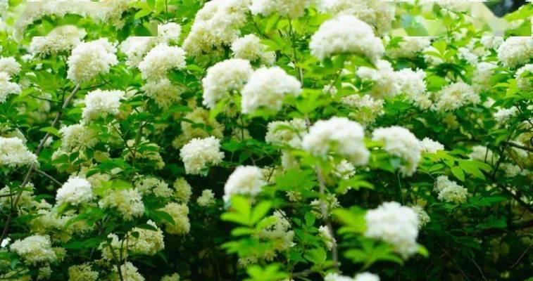木香花花期及观赏指南：如何欣赏木香花的最佳时期？