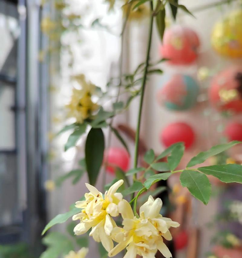 木香花花期及观赏指南：如何欣赏木香花的最佳时期？