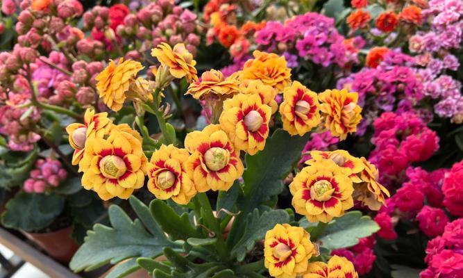花卉长寿花养殖方法：长寿花长得慢？可能是土干，适度浇水是关键！