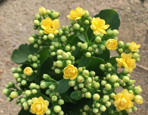 花卉长寿花养殖方法：长寿花长得慢？可能是土干，适度浇水是关键！