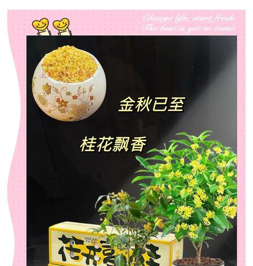 桂花树栽培方法和注意事项：如何让桂花树茁壮成长？
