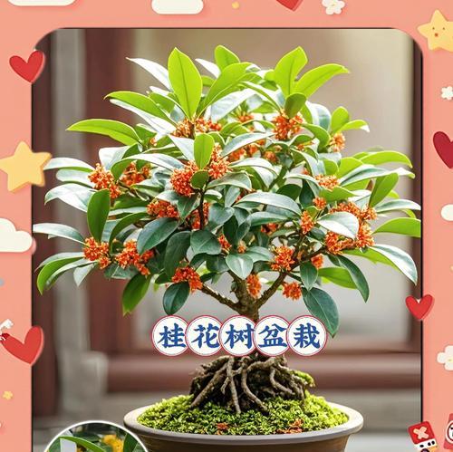 桂花树栽培方法和注意事项：如何让桂花树茁壮成长？