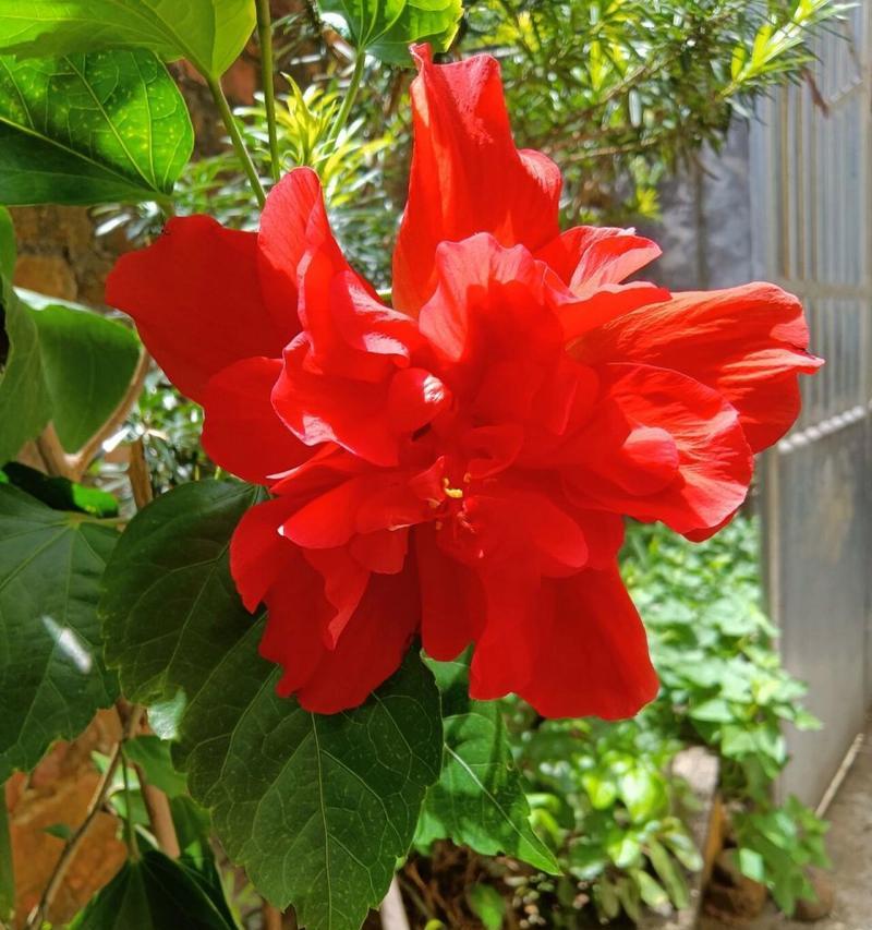 扶桑花苗重瓣苗：如何选择和养护扶桑花？