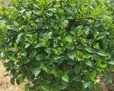 扶桑花苗重瓣苗：如何选择和养护扶桑花？