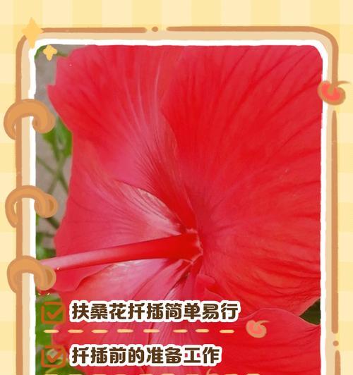 扶桑花苗重瓣苗：如何选择和养护扶桑花？