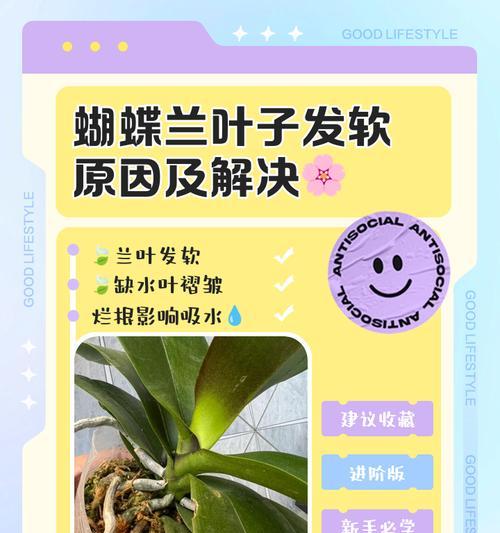 如何让一叶兰茁壮成长？叶子问题全解析！