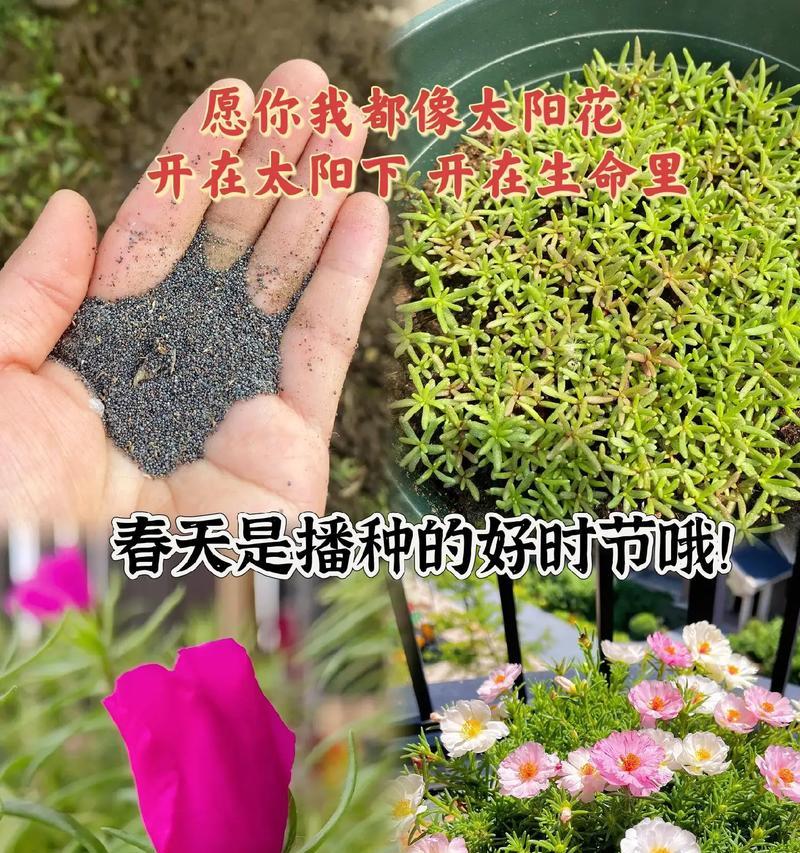 太阳花的特征与种植：太阳花的种植技巧有哪些？