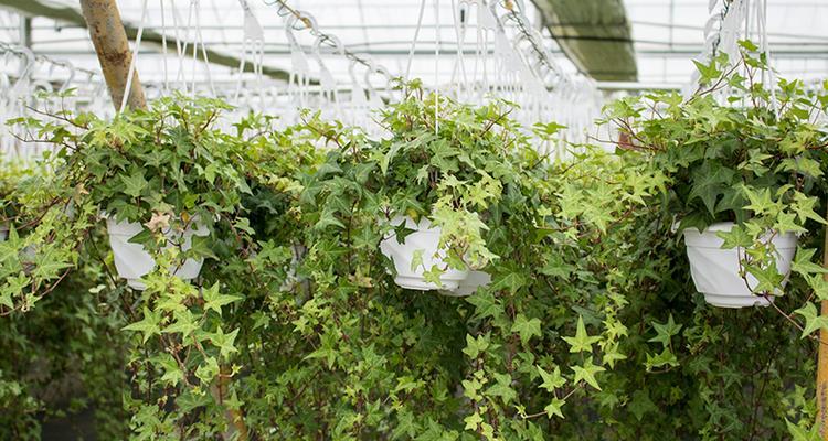 常青藤开花吗开花长什么样子：常青藤的开花特征是什么？