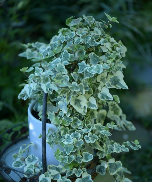 常青藤开花吗开花长什么样子：常青藤的开花特征是什么？