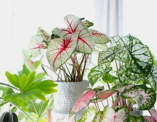 室内花草养起来，100种有益健康你选了几？：室内花草如何选择和养护？