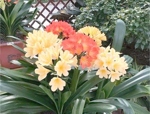 室内花草养起来，100种有益健康你选了几？：室内花草如何选择和养护？