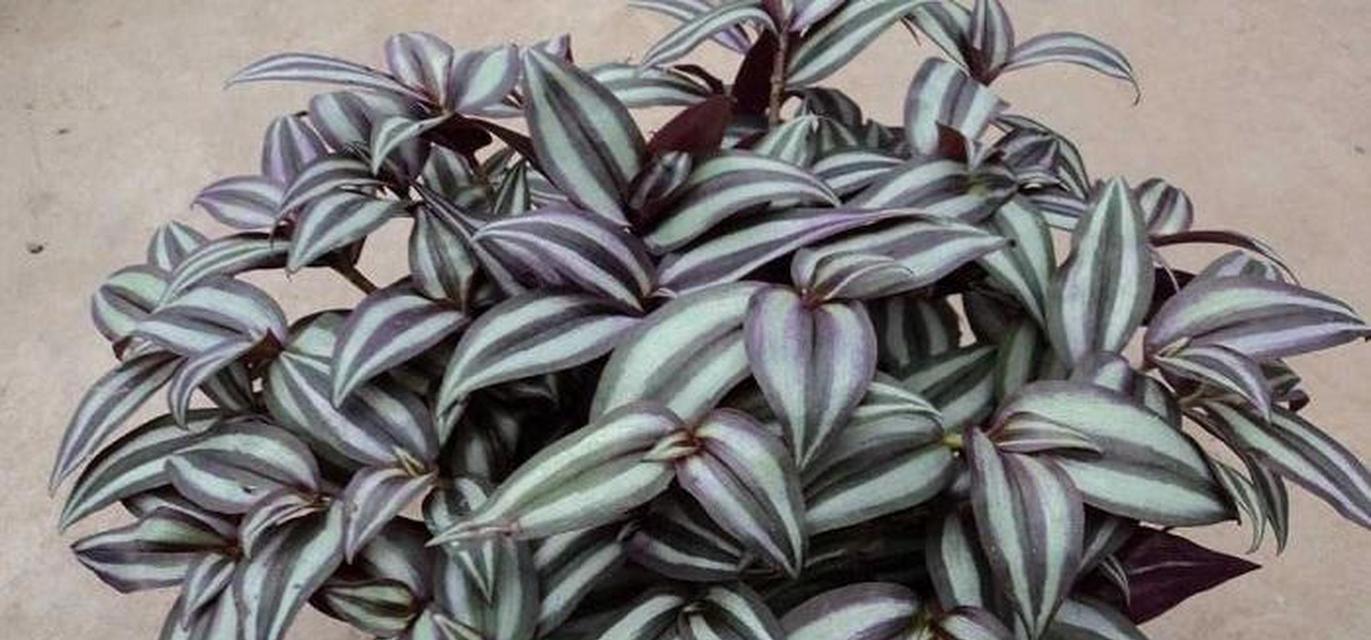 吊竹梅植物：吊竹梅的养殖方法有哪些？