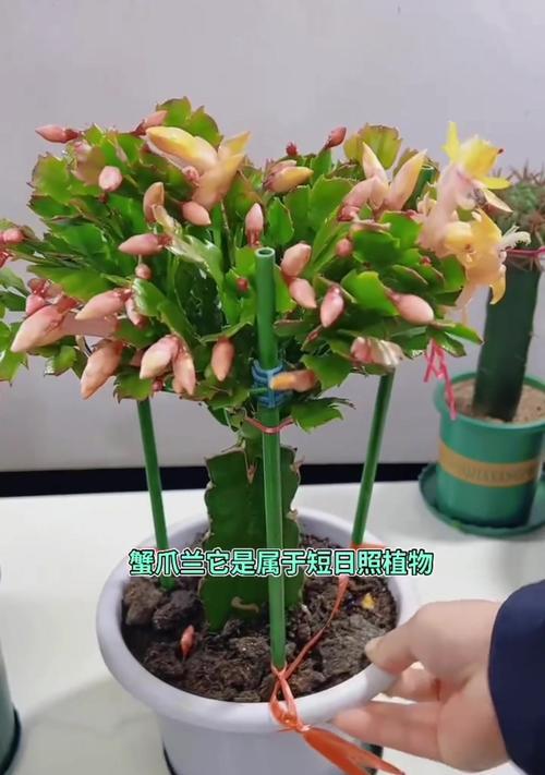 蟹爪兰养护秘诀：两种肥料与全方位管理：蟹爪兰的养护技巧是什么？
