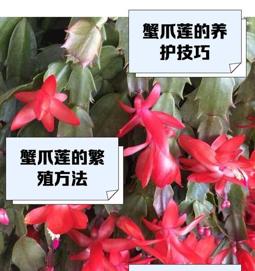 蟹爪兰养护秘诀：两种肥料与全方位管理：蟹爪兰的养护技巧是什么？