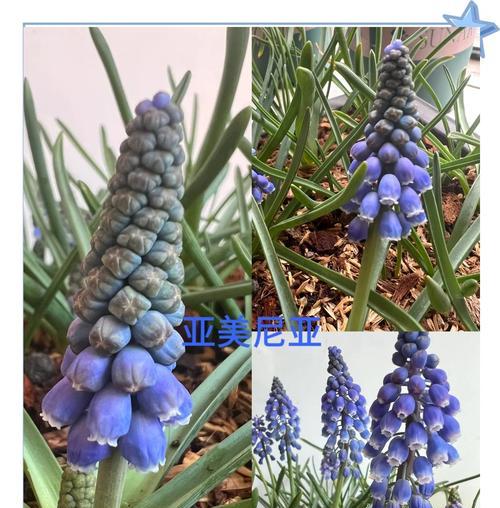 进口风信子重瓣：进口风信子重瓣的养护方法是什么？
