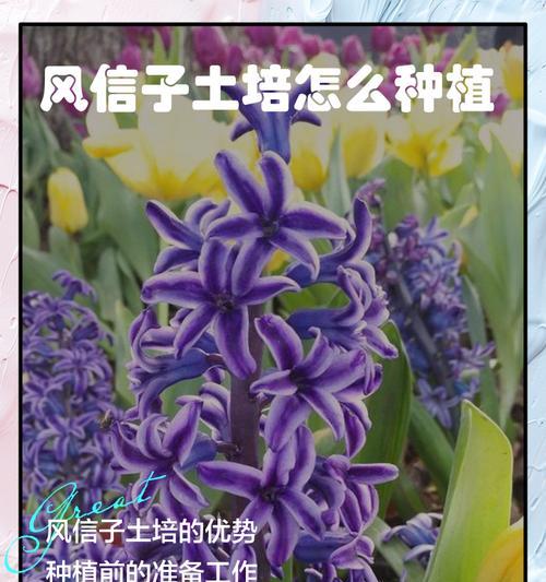 进口风信子重瓣：进口风信子重瓣的养护方法是什么？
