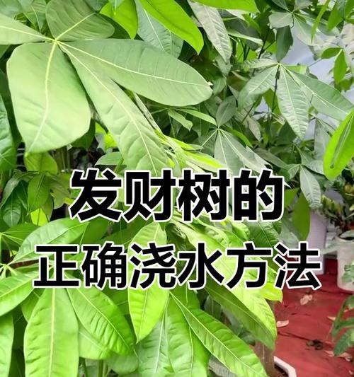 发财树养护攻略：发财树的养护技巧有哪些？