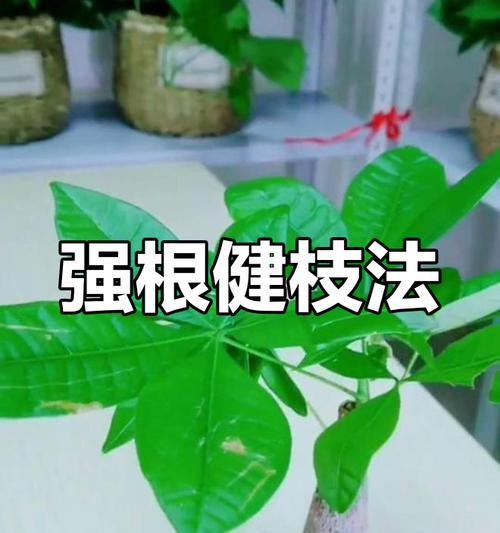 发财树养护攻略：发财树的养护技巧有哪些？