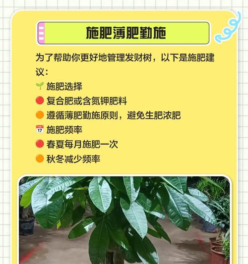 发财树养护攻略：发财树的养护技巧有哪些？