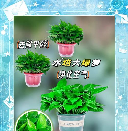 绿萝如何养护才能有效提升室内空气质量？