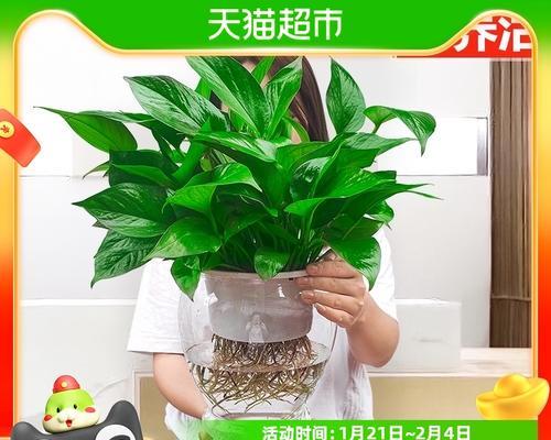 绿萝如何养护才能有效提升室内空气质量？