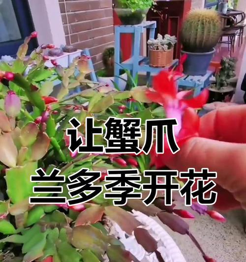蟹爪兰怎样才能在28天内快速开花？
