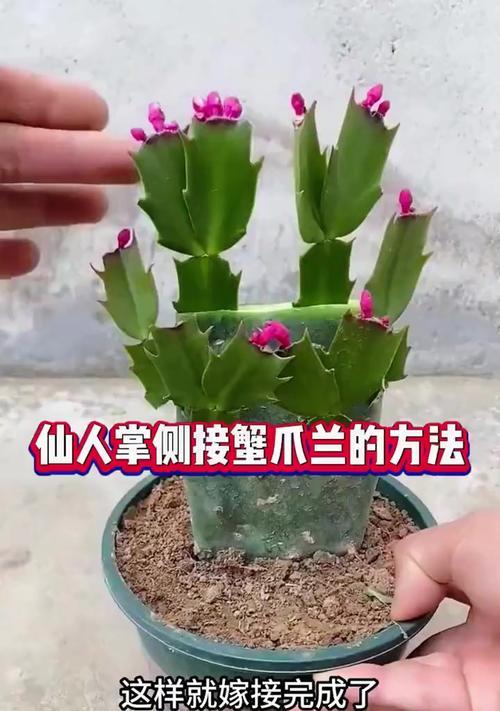 蟹爪兰怎样才能在28天内快速开花？