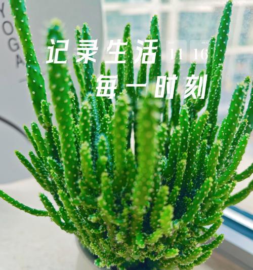 如何每天认识一种新植物牵牛？