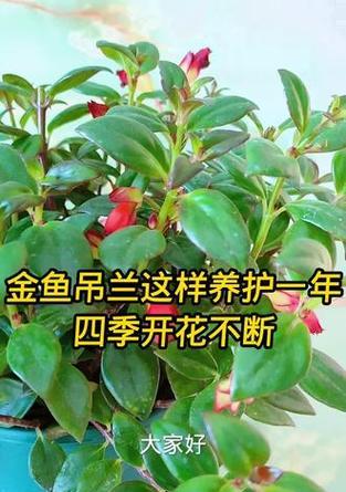 金鱼吊兰的养护方法有哪些？