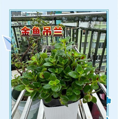 金鱼吊兰的养护方法有哪些？