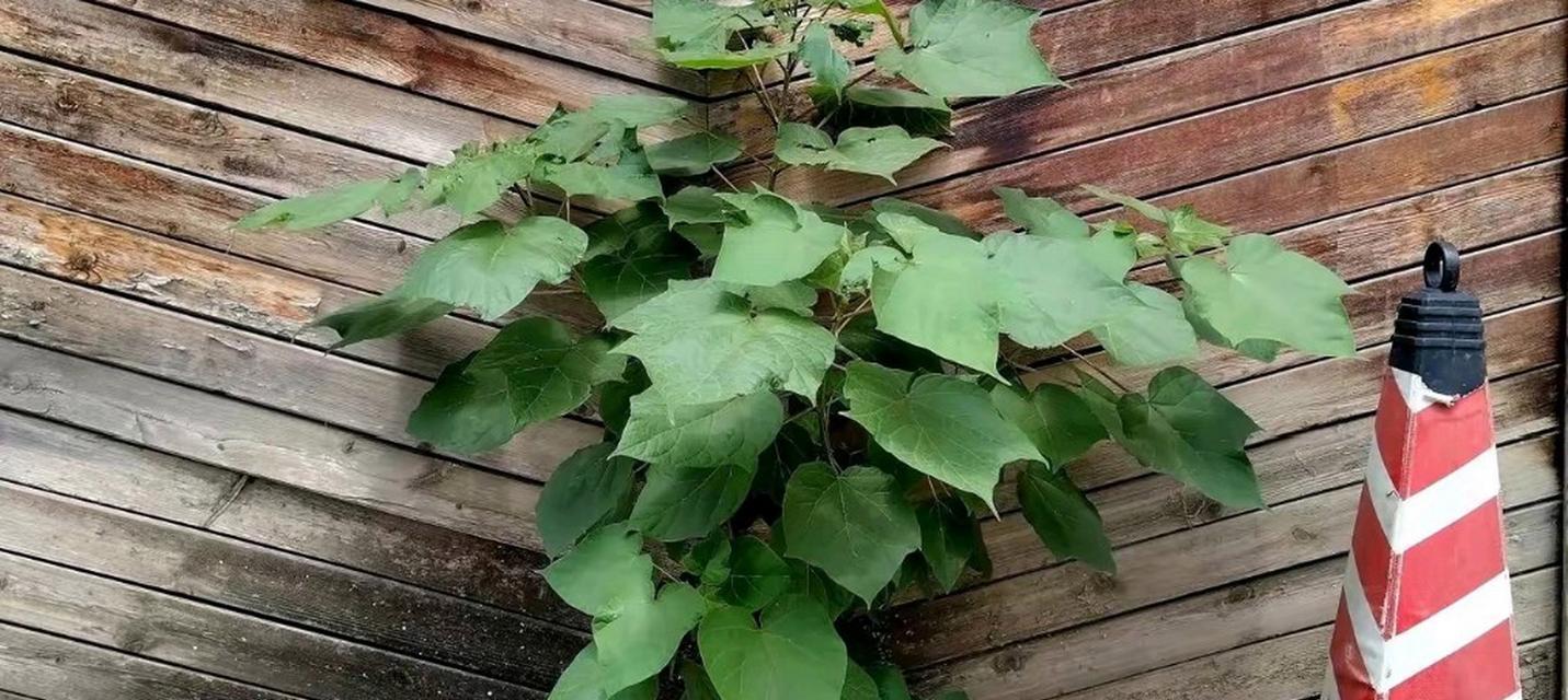 石缝里开花的“野草”是什么？