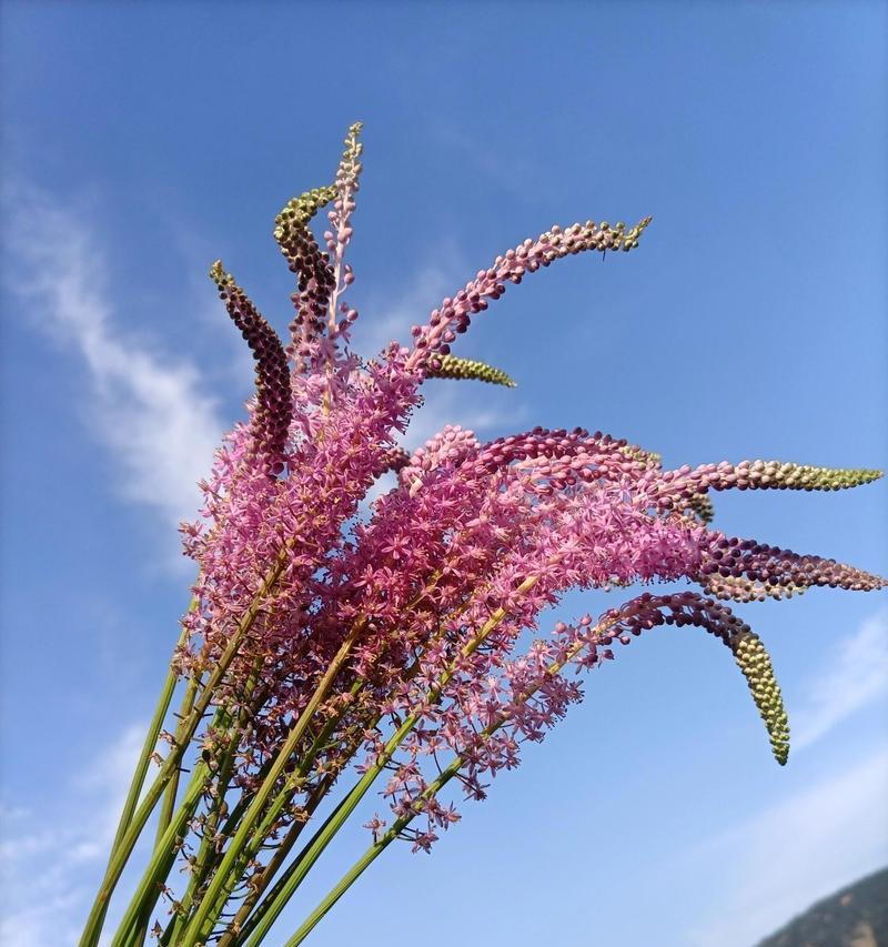 石缝里开花的“野草”是什么？