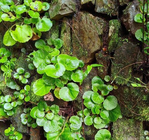 石缝里开花的“野草”是什么？