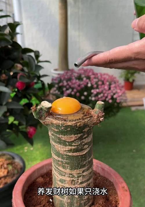 发财树的栽种方法是什么？