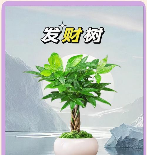 发财树的栽种方法是什么？