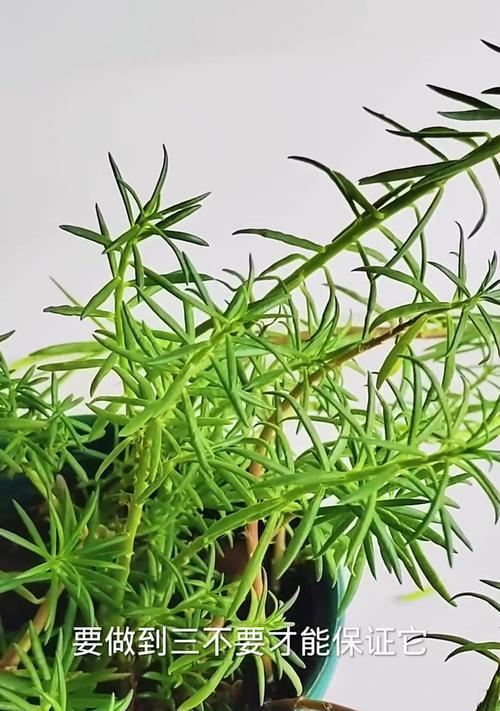 太阳花的生长与养护需要注意什么？
