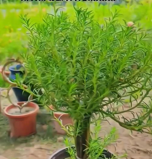 太阳花的生长与养护需要注意什么？