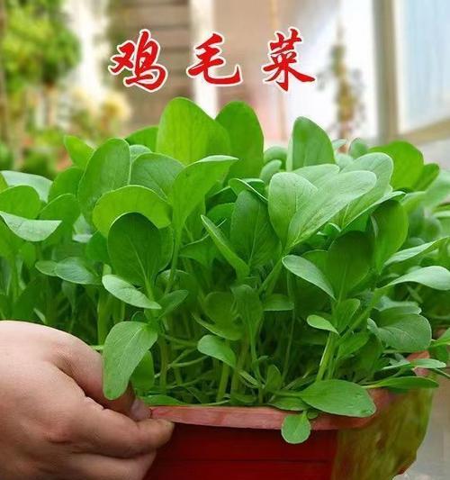如何提升蔬菜种子的发芽率？