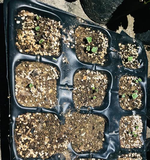 如何提升蔬菜种子的发芽率？