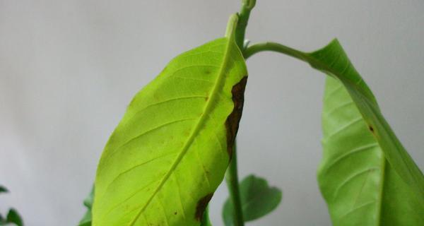 白兰花叶子发黄掉落,叶茎发黑怎么办？