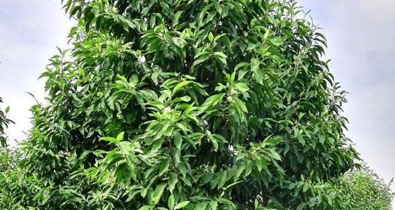 白兰花叶子发黄掉落,叶茎发黑怎么办？