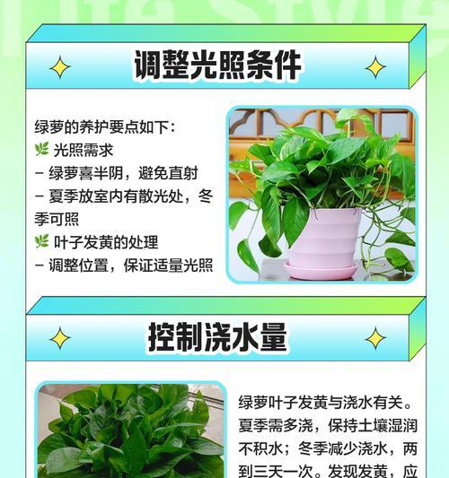 如何让花叶子保持翠绿油亮不发黄？