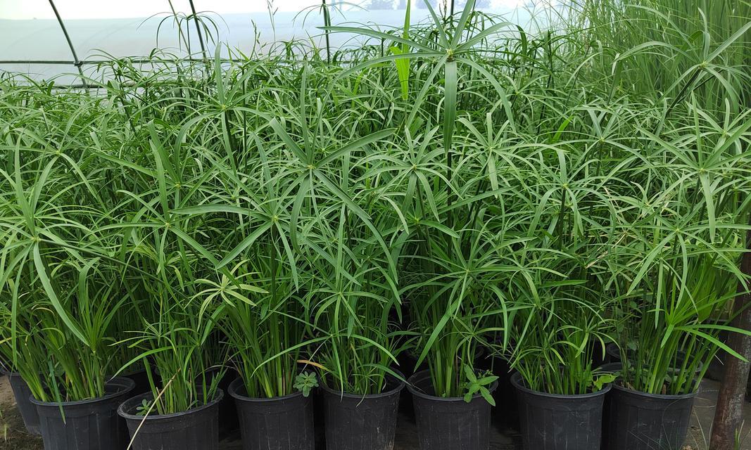 有哪些耐旱植物推荐？