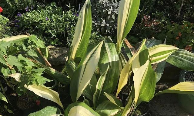 有哪些耐旱植物推荐？
