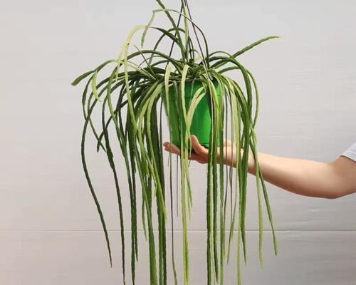 有哪些耐旱植物推荐？