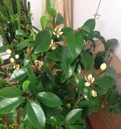 含笑花植物的特点是什么？